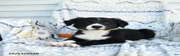 Border Collie dogs for sale: Esmond - Ad 3