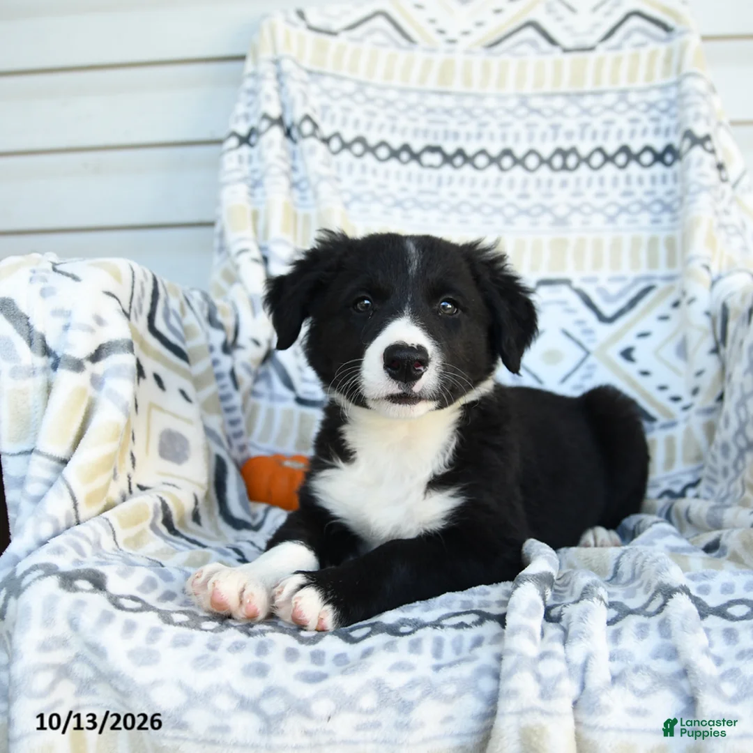 Border Collie dogs for sale: Esmond - Ad 3