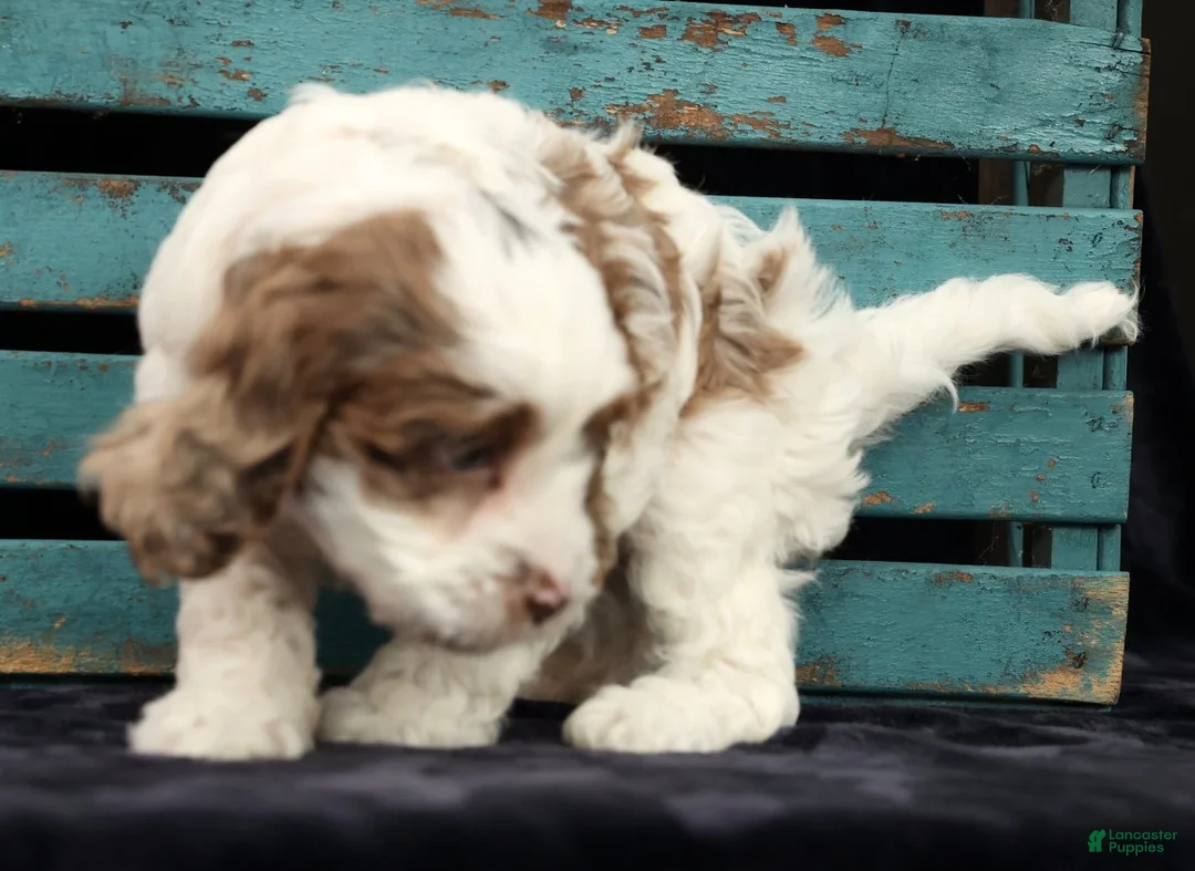 Cavapoo dogs for sale: Serena - Ad 4