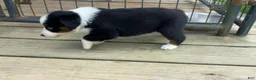 Miniature Australian Shepherd dogs for sale: #1 Black Tri Female - Ad 3