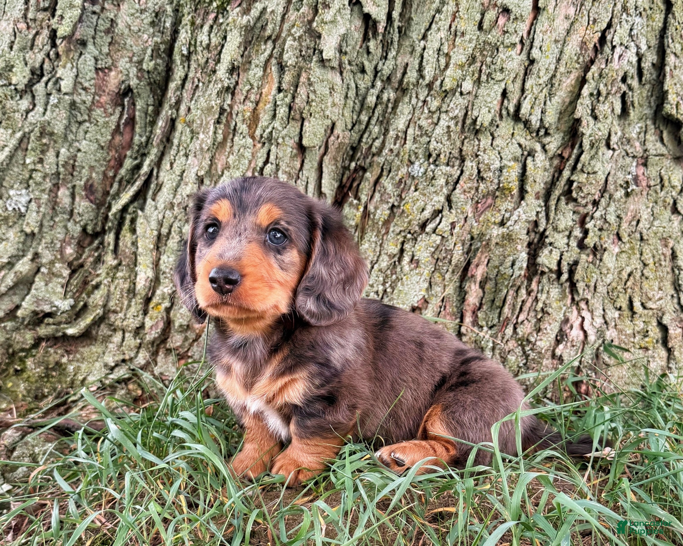 Miniature Dachshund dogs Tod - Ad 1
