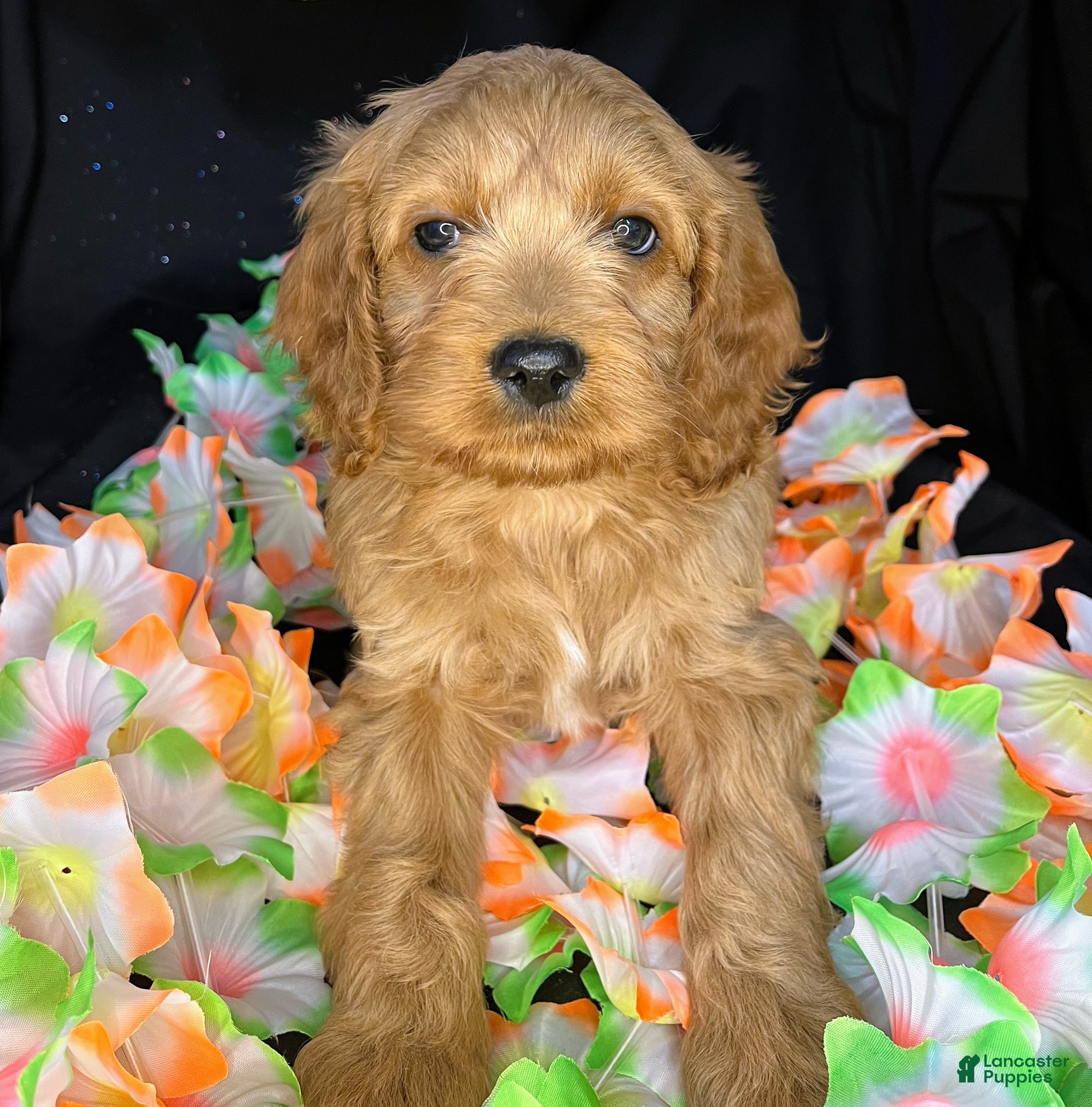 Cockapoo dogs Caprice - Ad 1