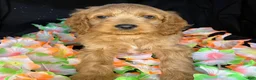 Cockapoo dogs for sale: Caprice - Ad 1