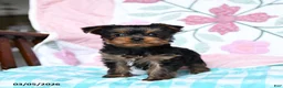 Yorkshire Terrier dogs for sale: Charlotte - Ad 5