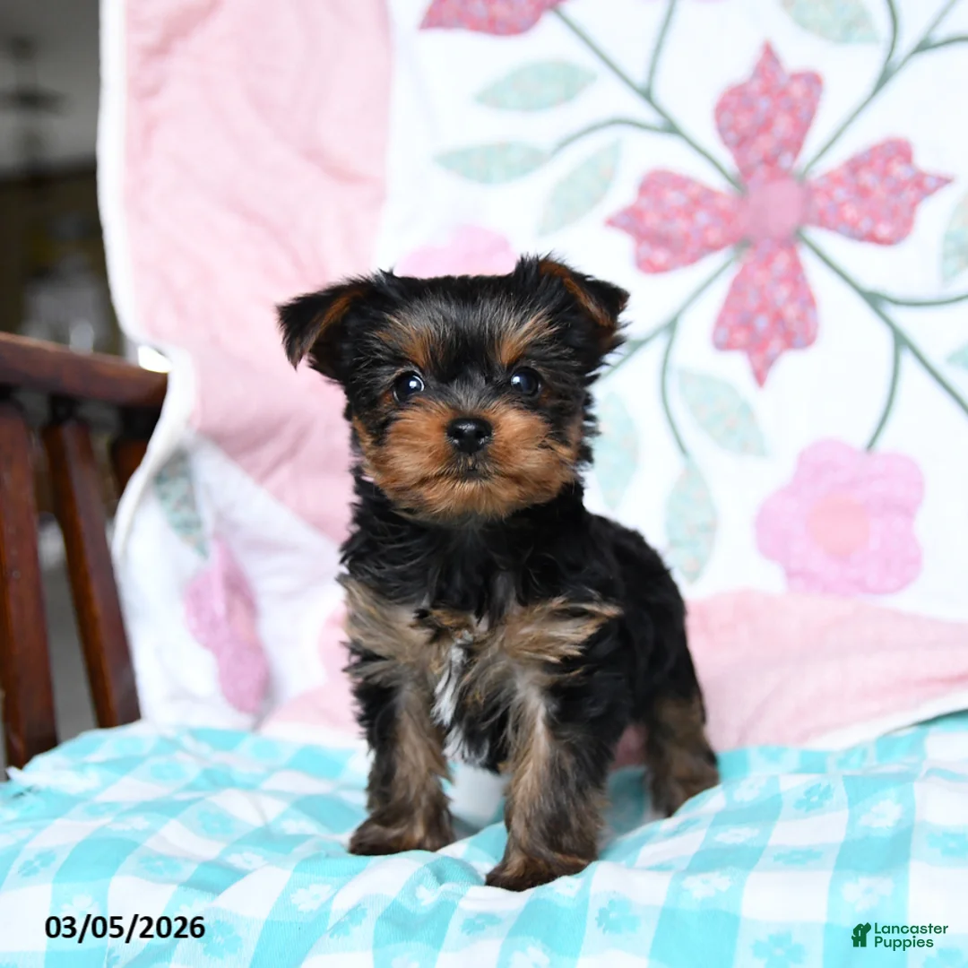 Yorkshire Terrier dogs for sale: Charlotte - Ad 5