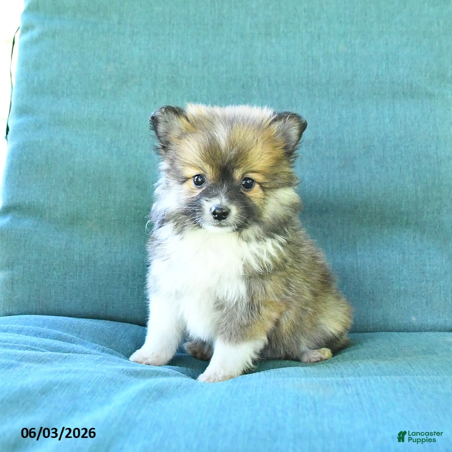Pomeranian dogs for sale: Teddy - Ad 1