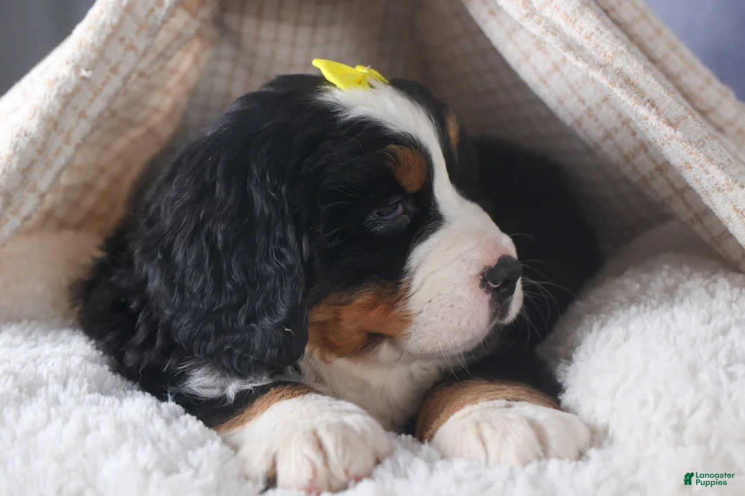 Bernese Mountain Dog dogs for sale: HEIDI - Ad 8