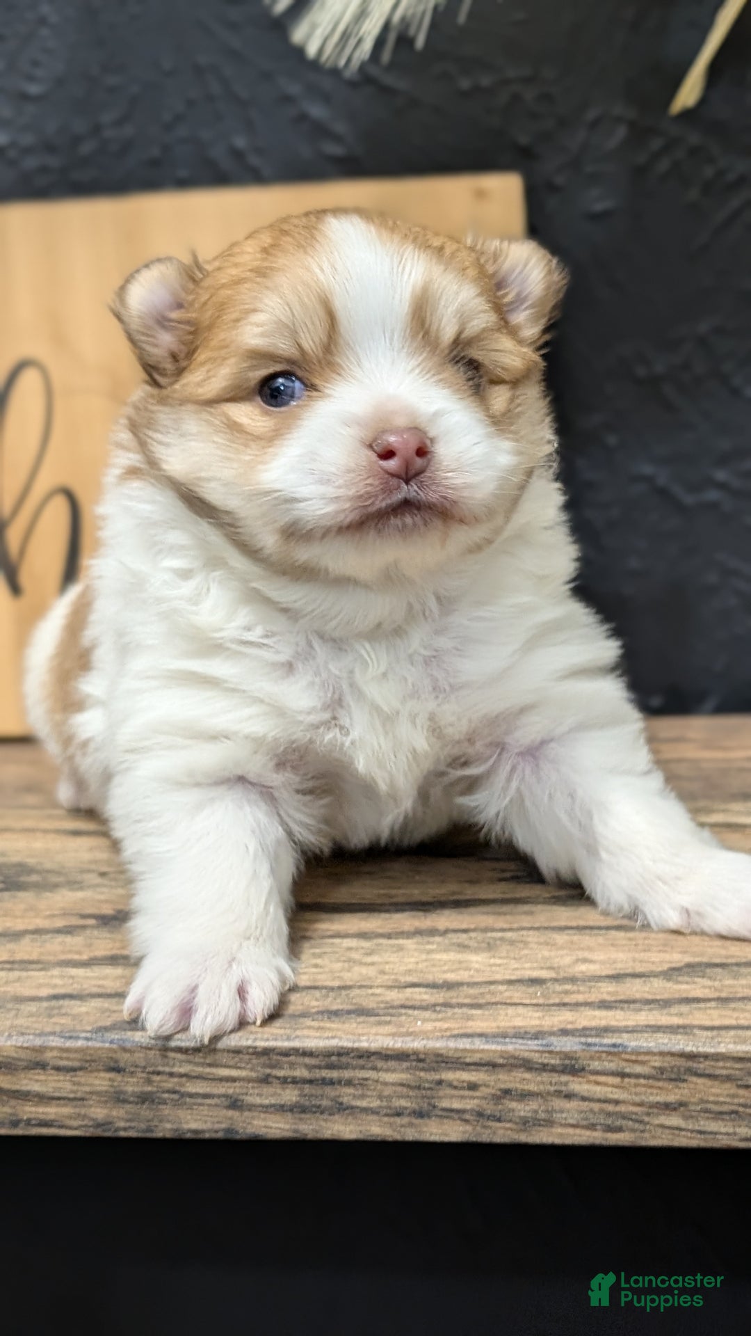 Pomeranian dogs for sale: Yeti  - Ad 4