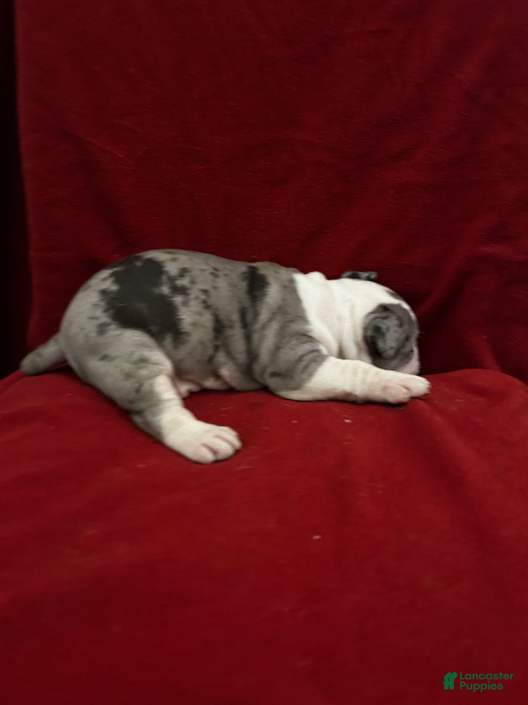 American Bully dogs for sale: American Bully Puppy 2 - Ad 5