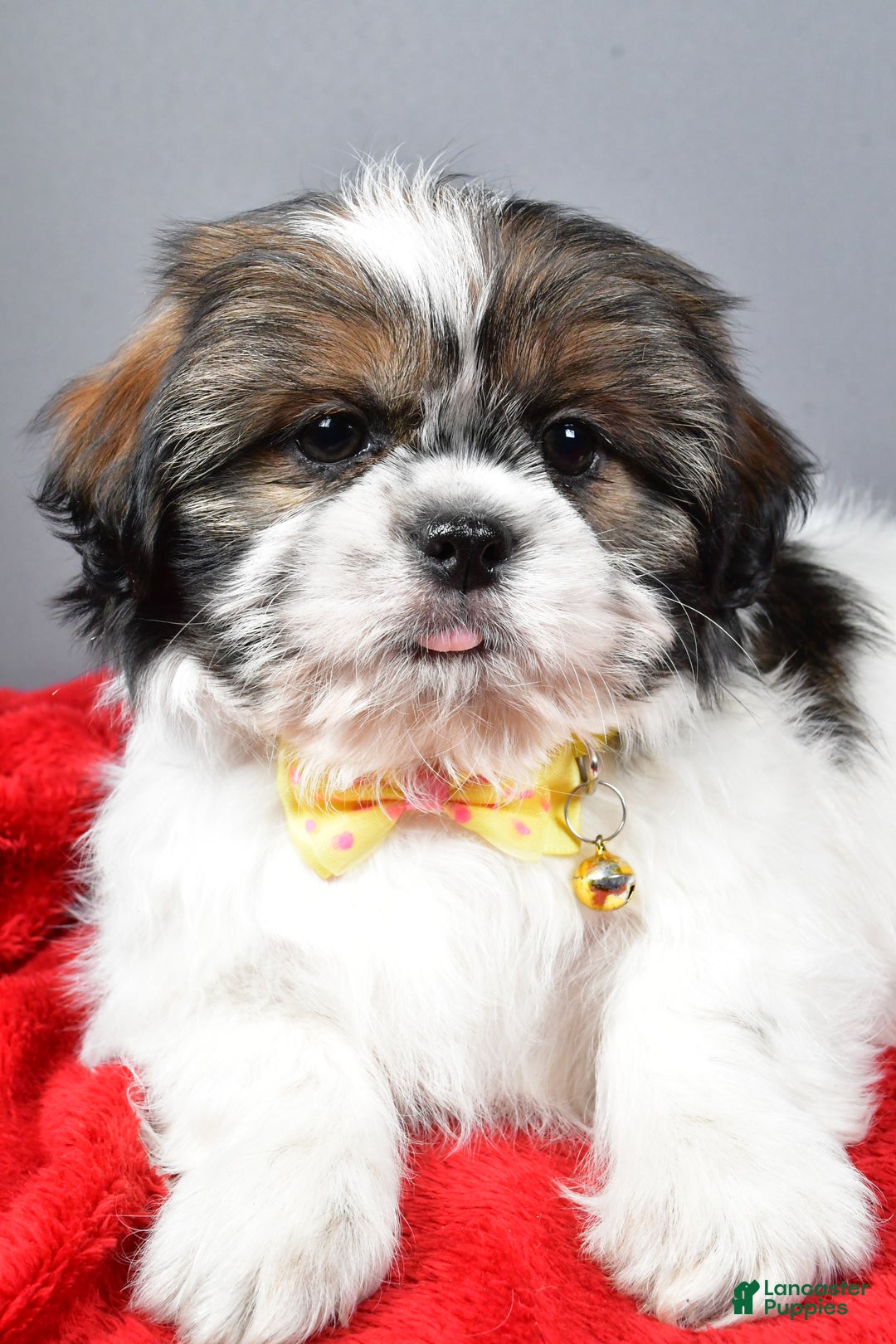 Bo for sale in Millersburg Lancaster Puppies