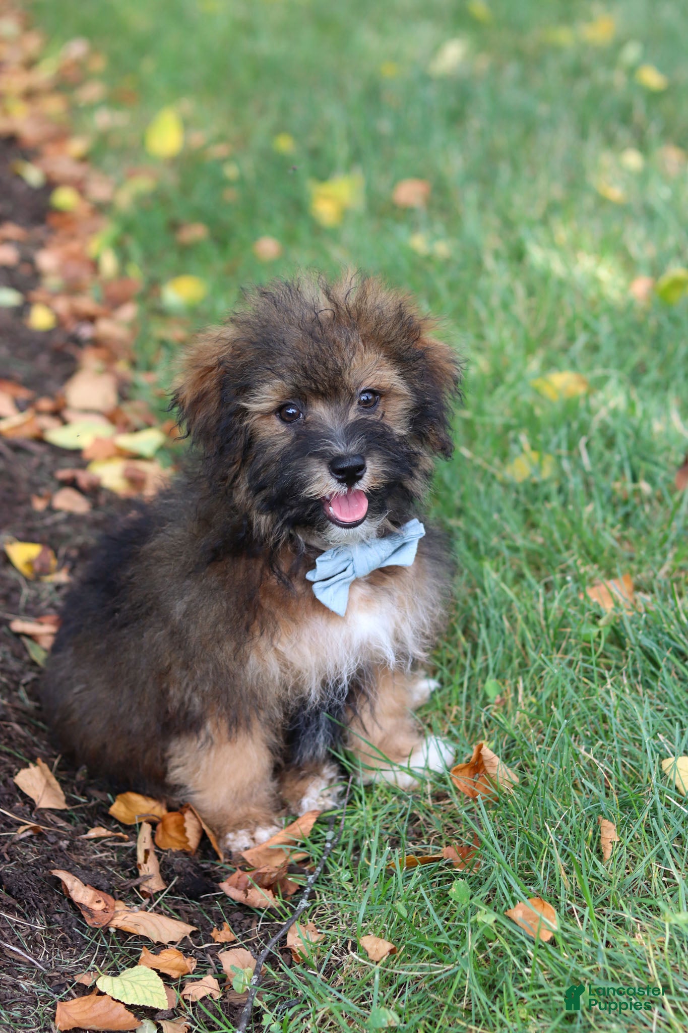 Havapoo dogs Frankie - Ad 1
