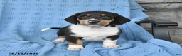 Mixed Breed dogs for sale: Pearl - Ad 3