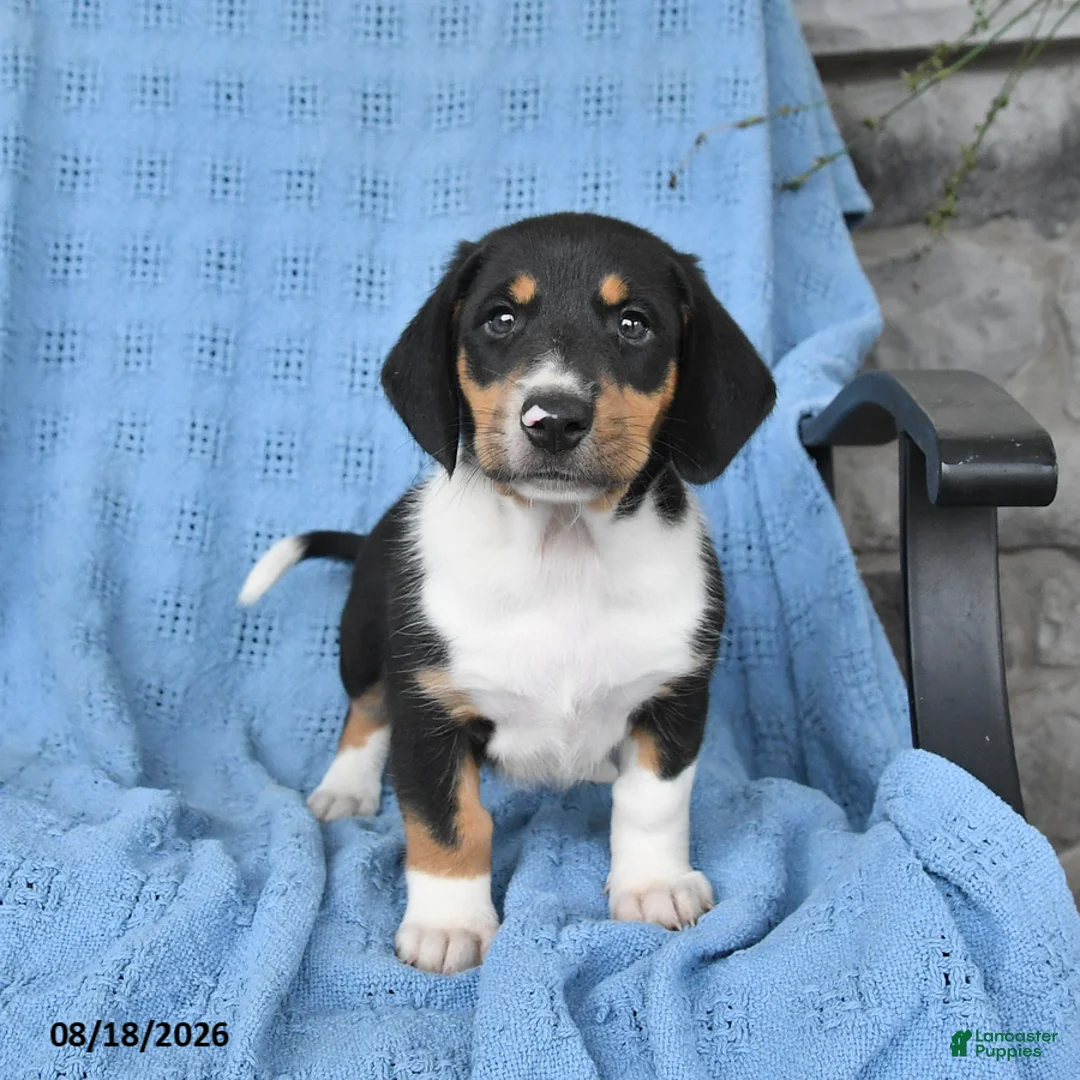 Mixed Breed dogs for sale: Pearl - Ad 3