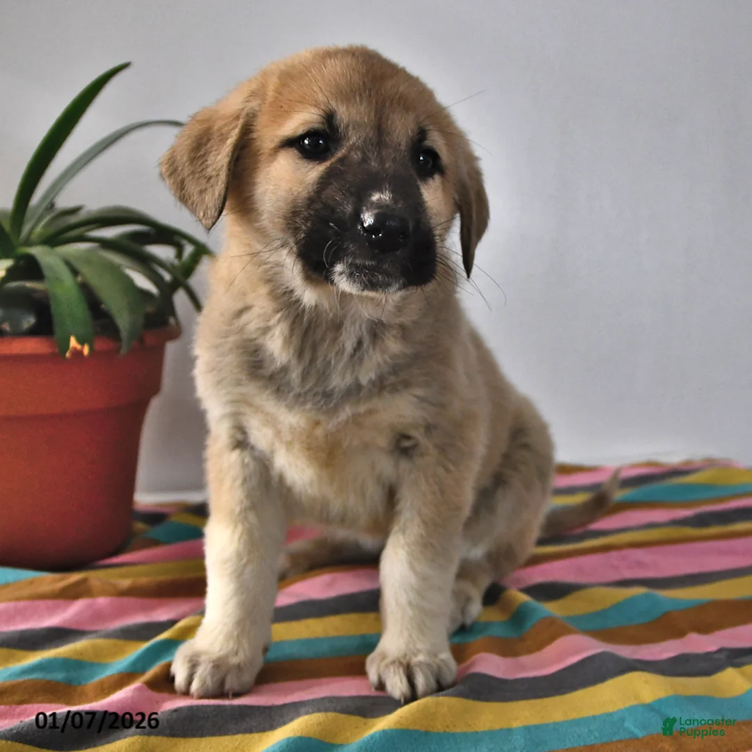 Mixed Breed dogs for sale: Gloria - Ad 3