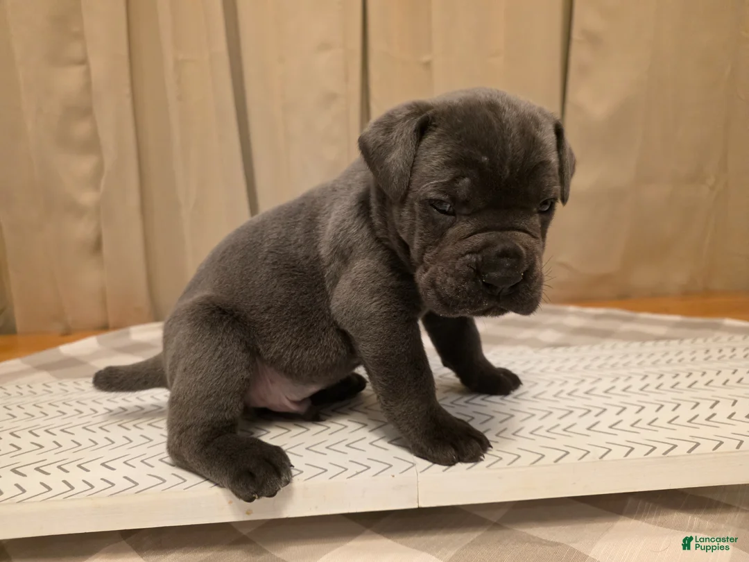 Gallery Image {{count}}