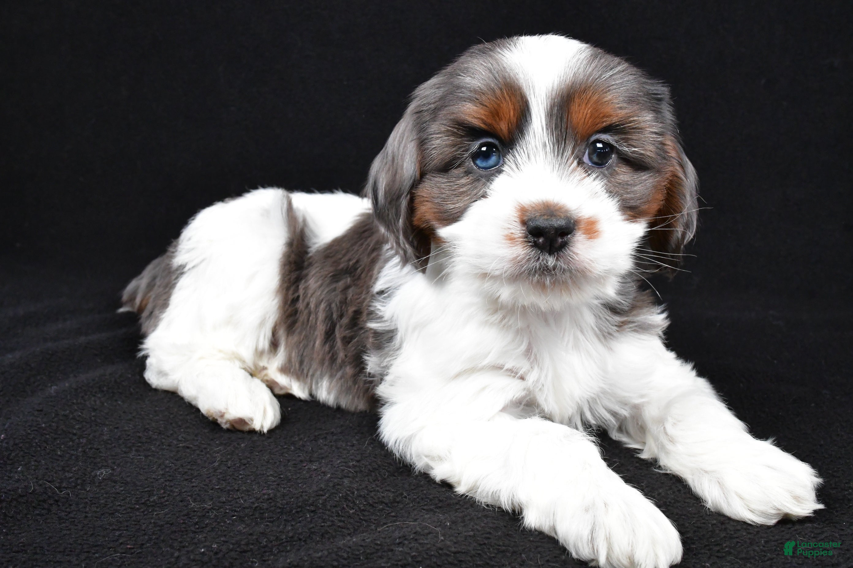 Cockapoo dogs Freddy - Ad 1