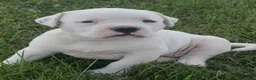 American Bulldog dogs for sale: Magnolia - Ad 1