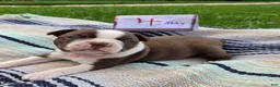 Boston Terrier dogs for sale: Addy Boston Terrier 5 - Ad 3