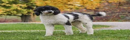 Bernedoodle dogs for sale:  Daisy🩷  - Ad 14