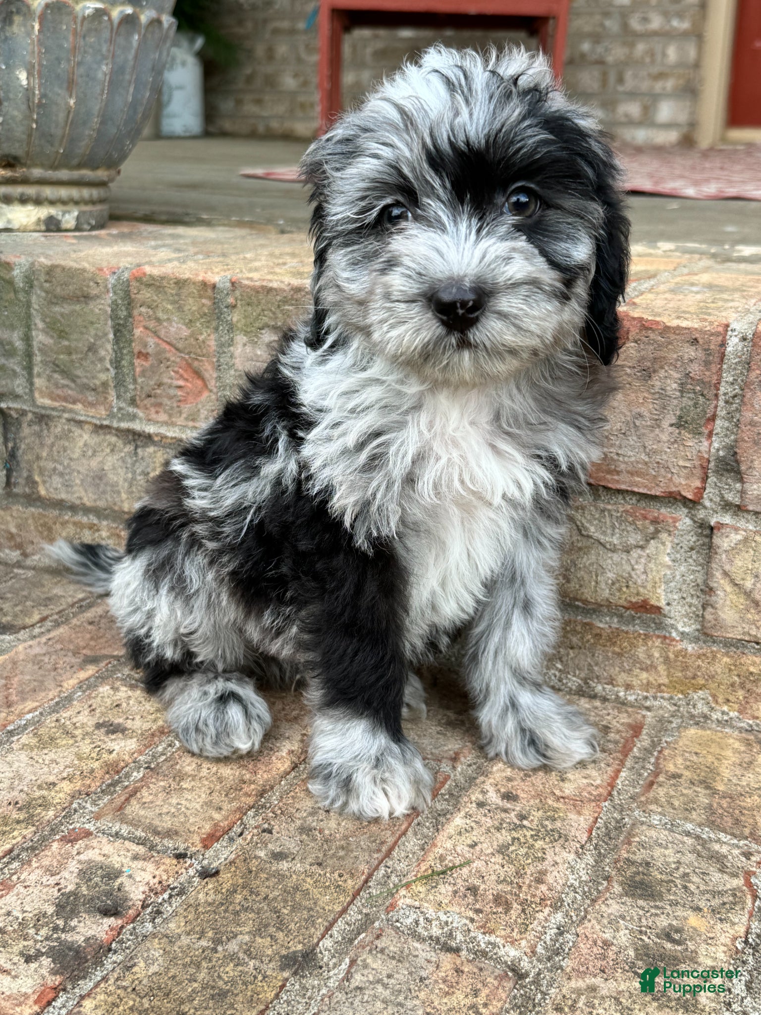 Mini Bernedoodle dogs Nala - Ad 5
