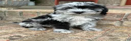 Mini Bernedoodle dogs for sale: Nala - Ad 4