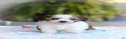 Cavachon dogs for sale: Aspen - Ad 14
