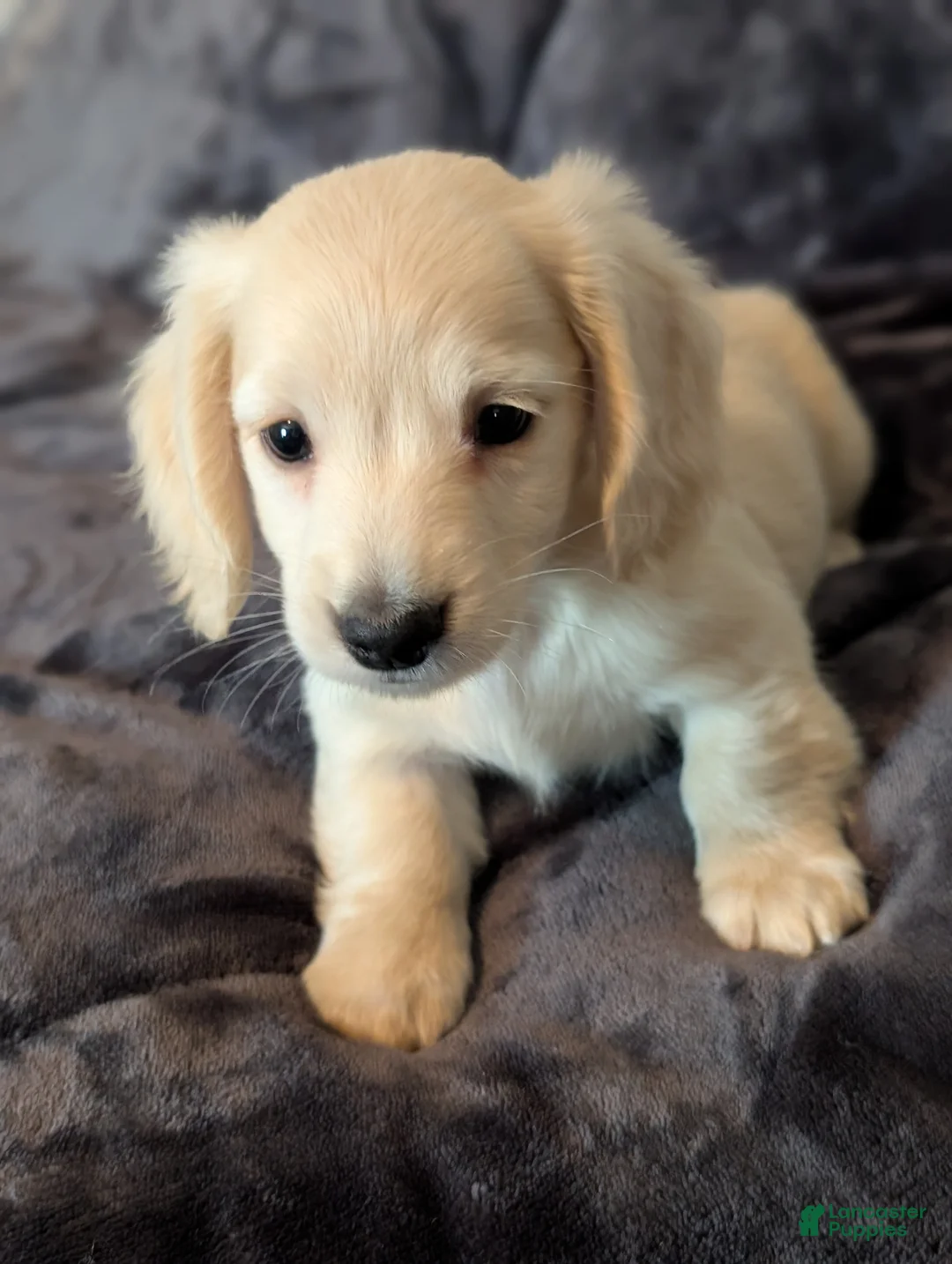 Miniature Dachshund dogs for sale: Miniature Dachshund Puppy 1 - Ad 2