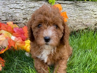 Cavapoo dogs - Ad 8