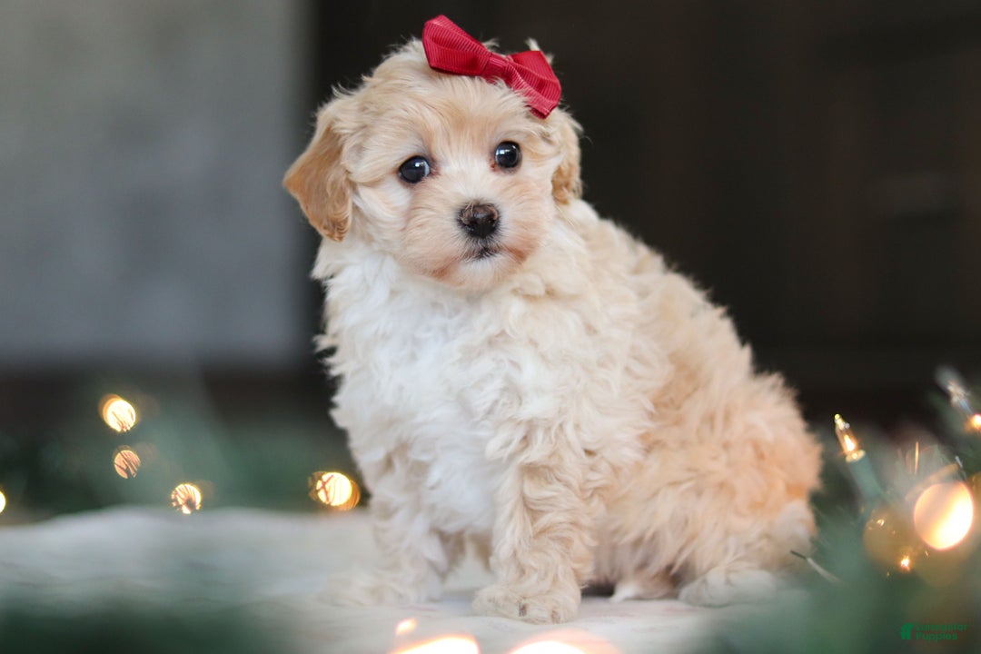 Havapoo dogs for sale: Sage - Ad 5