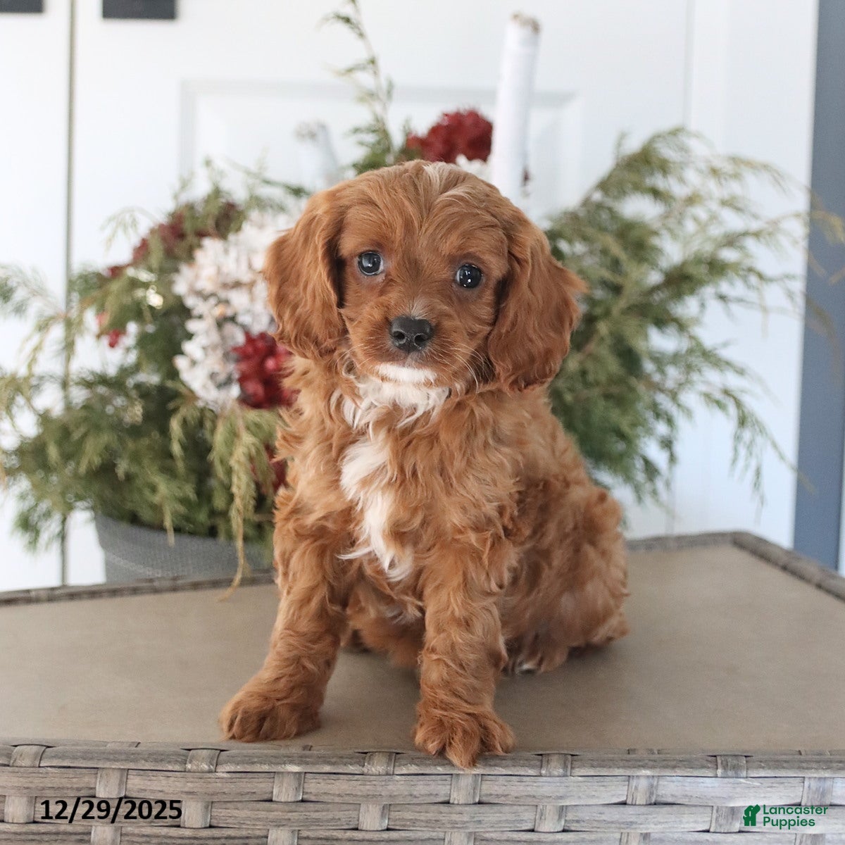 Cavapoo dogs Handsome - Ad 22