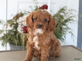 Cavapoo dogs Handsome - Ad 28