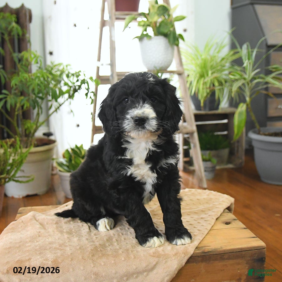 Bernedoodle dogs Leo - Ad 2