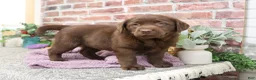 Labrador Retriever dogs for sale: Macy - Ad 4