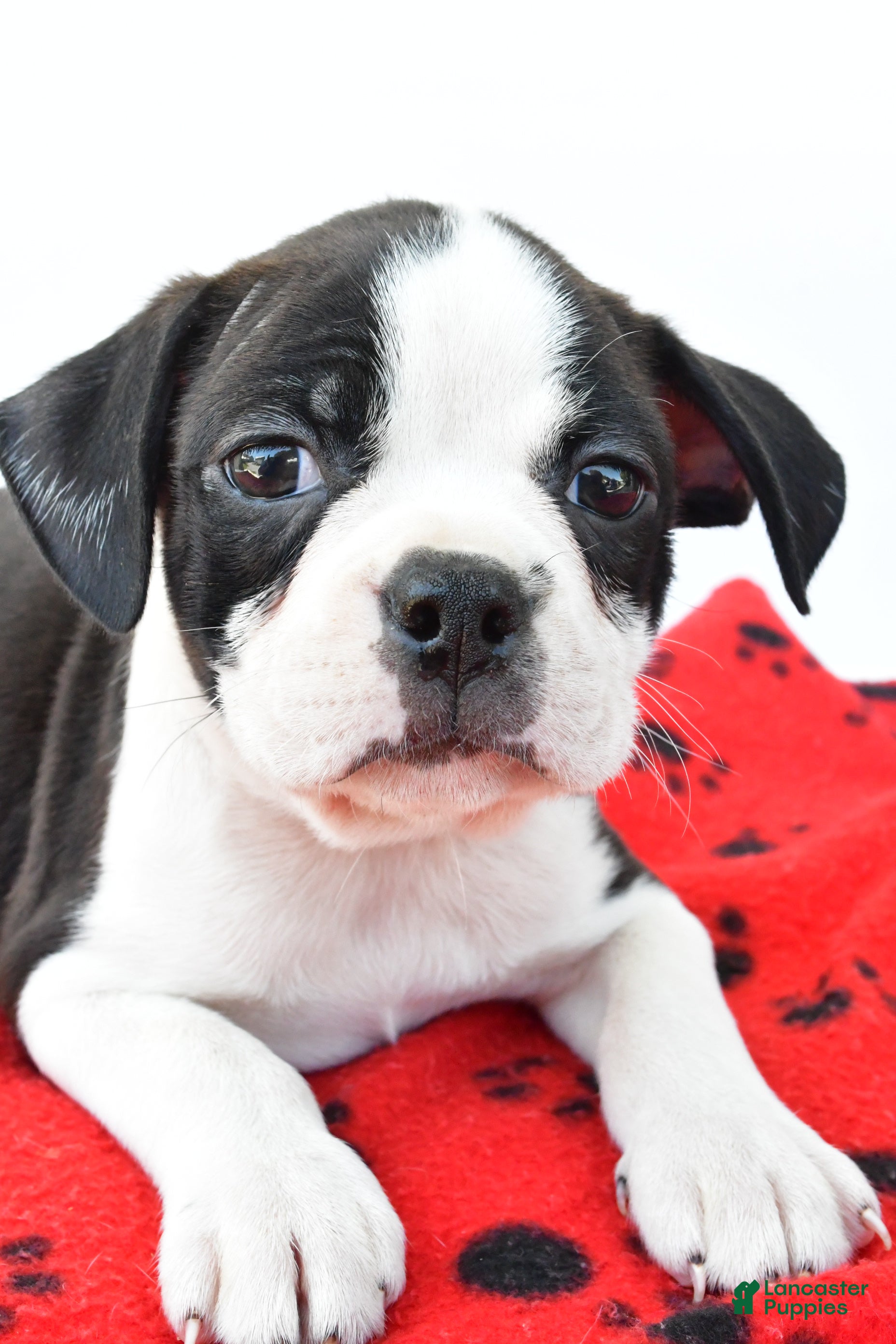 Boston Terrier dogs Rex - Ad 2