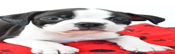Boston Terrier dogs for sale: Rex - Ad 2
