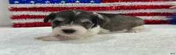 Miniature Schnauzer dogs for sale: Marsha Female 1 - Ad 4