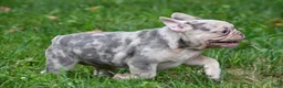French Bulldog dogs for sale: Rosie - Ad 4