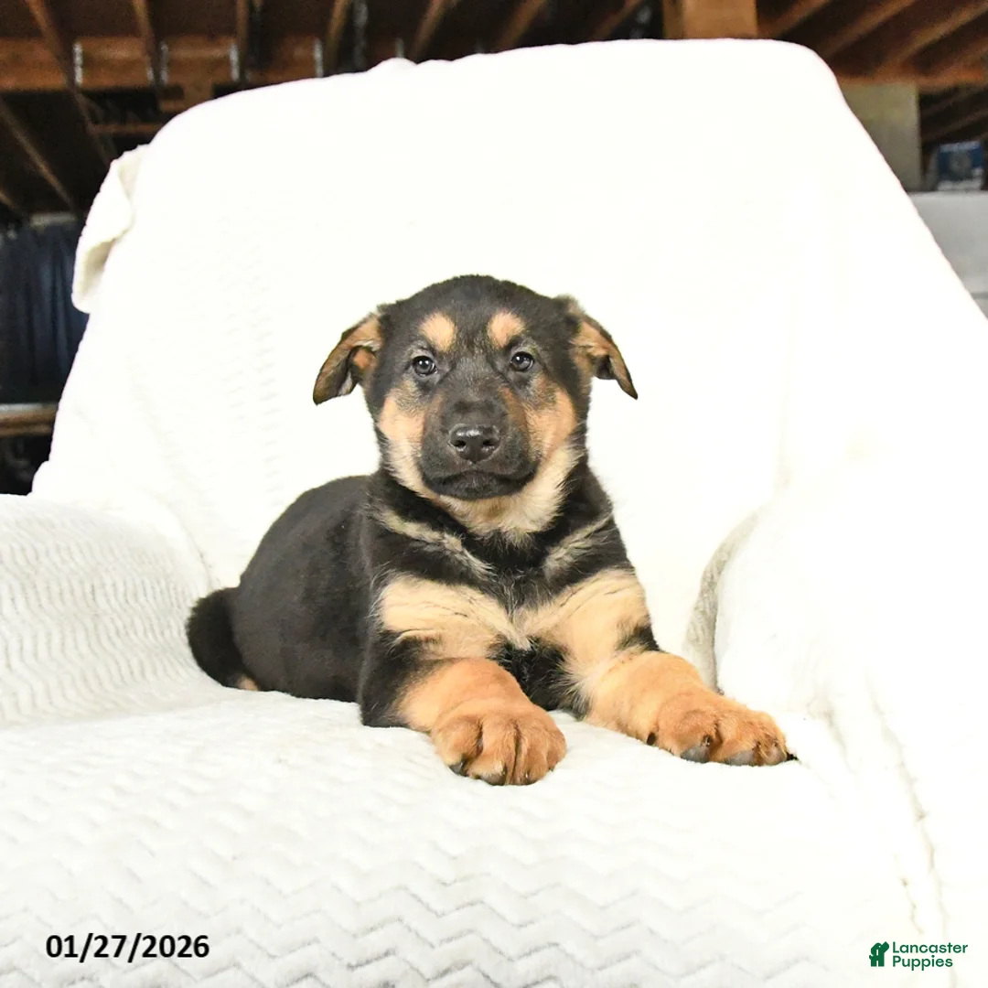 German Shepherd dogs for sale: Tango - Ad 1