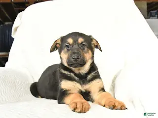 German Shepherd dogs for sale: Tango - Ad 3