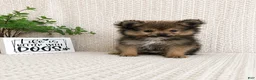 Pomeranian dogs for sale: Moose - Ad 2