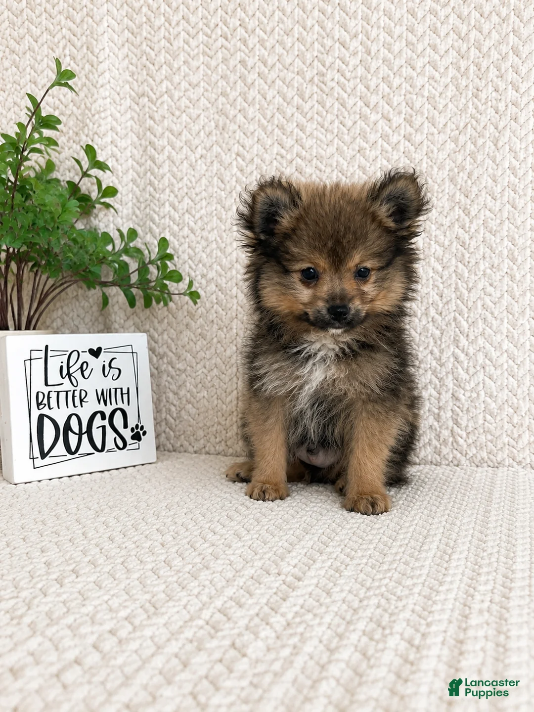 Pomeranian dogs for sale: Moose - Ad 2
