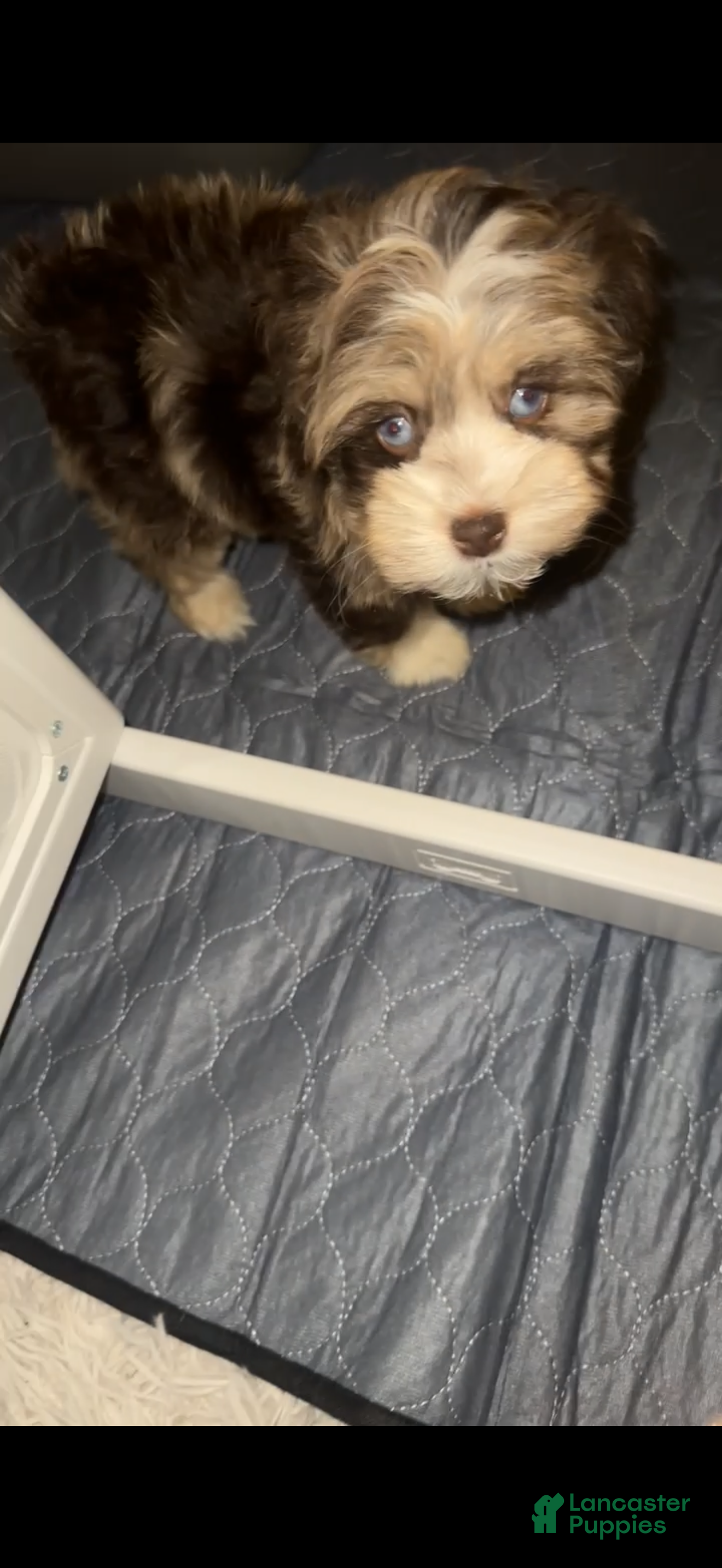 Miniature Schnauzer dogs Miniature Schnauzer  - Ad 6