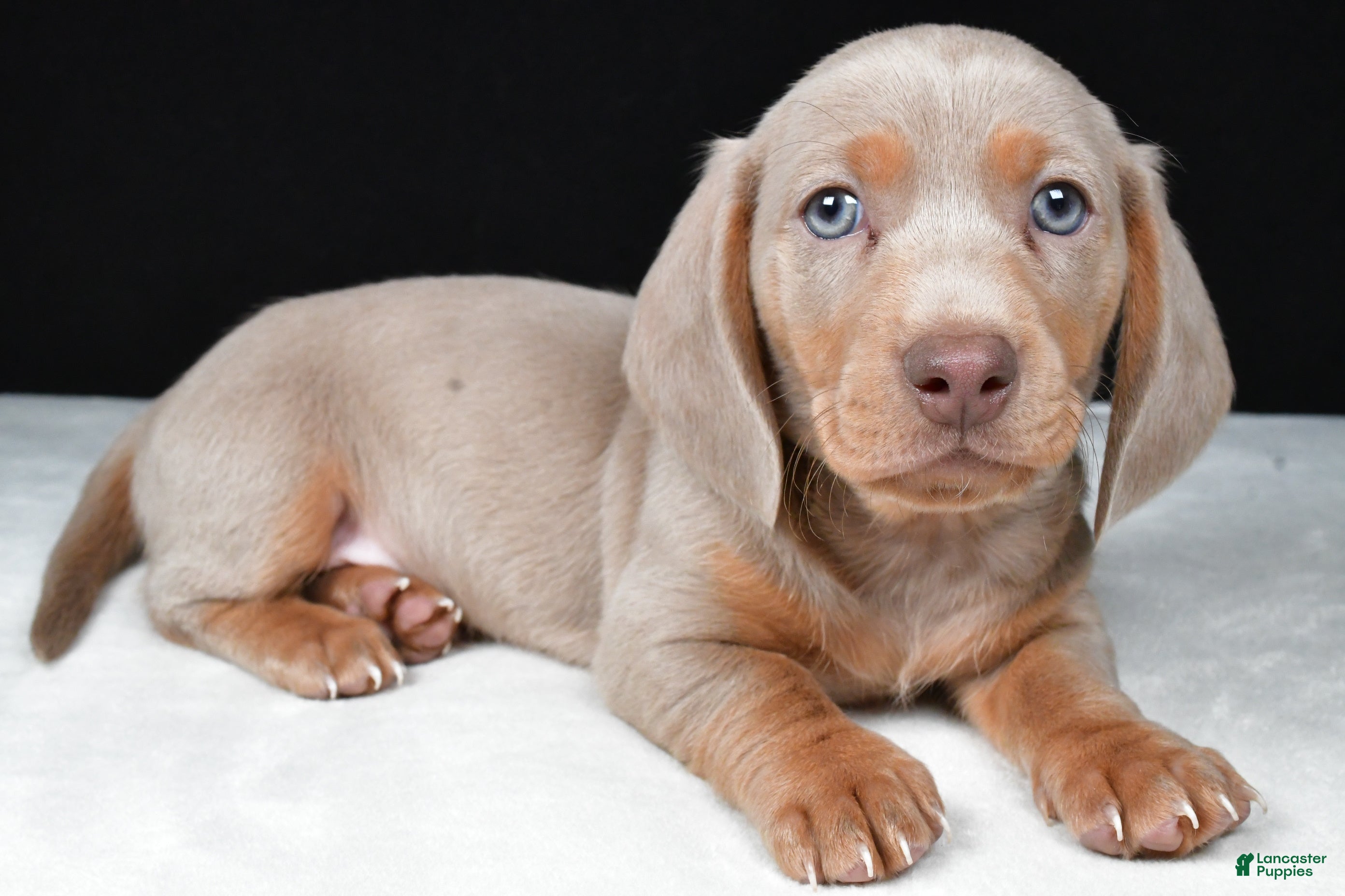 Miniature Dachshund dogs Bruno - Ad 1