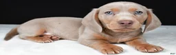 Miniature Dachshund dogs for sale: Bruno - Ad 1