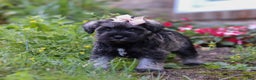 Miniature Schnauzer dogs for sale: Millie - Ad 17