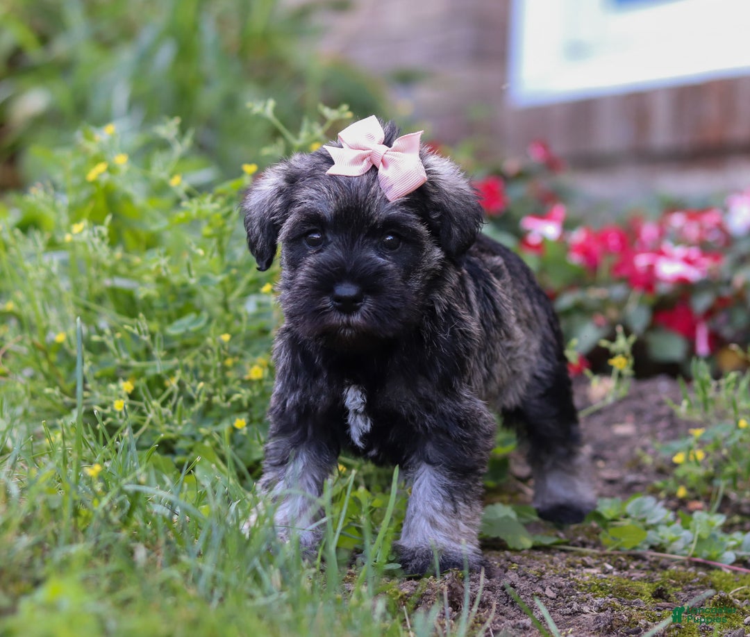 Miniature Schnauzer dogs for sale: Millie - Ad 17