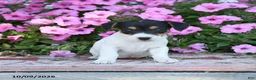 Jack Russell Terrier dogs for sale: Jo - Ad 1