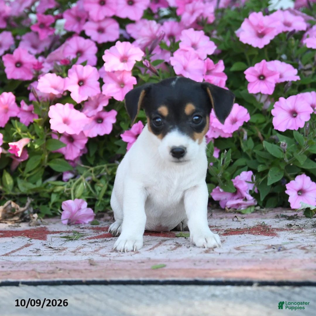 Jack Russell Terrier dogs for sale: Jo - Ad 1