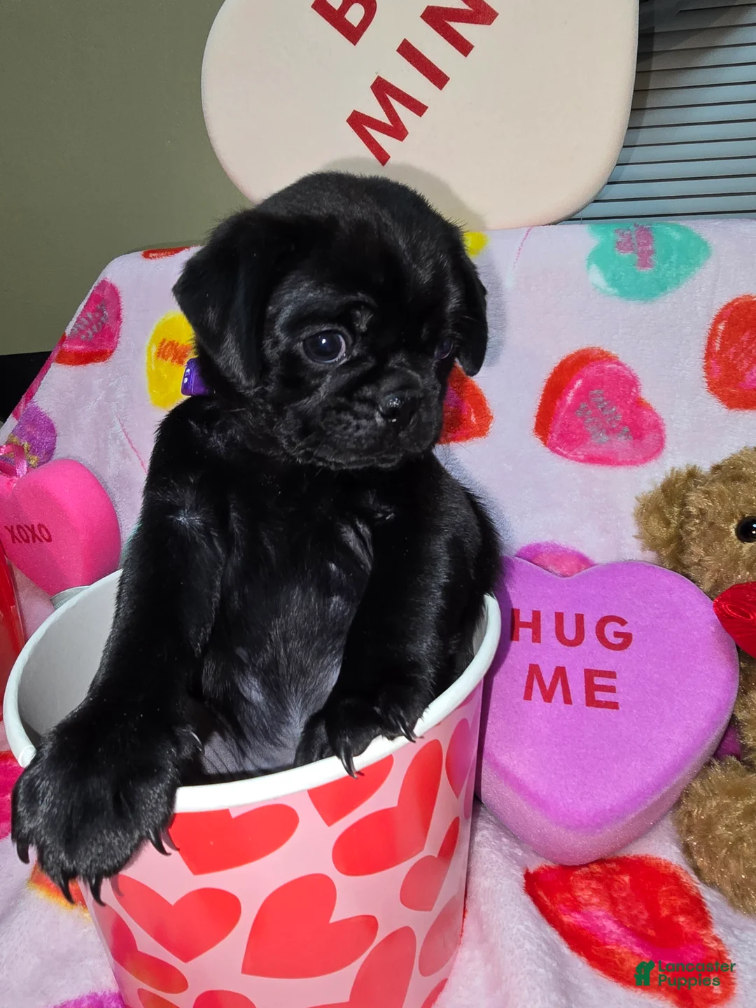 Pug dogs for sale: Bear - Ad 5