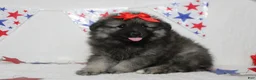 Keeshond dogs for sale: Anna - Ad 5